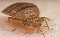 Bed bug feeding 