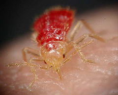 Bed bug feeding blood