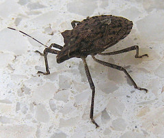 Adult brown bed bug