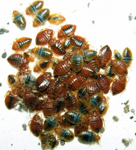 Cimex lectularius or bedbugs