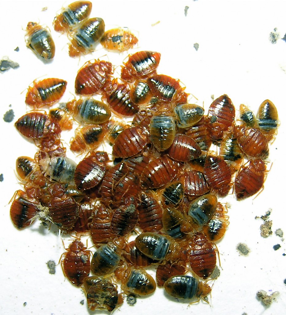 Raising The Alarm On Bed Bugs And Public Health