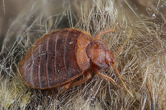 A full grown bed bug feeding on a victim