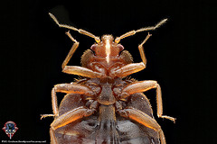Ventral view of a bed bug