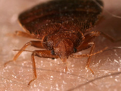 Bed bug ready to suck blood