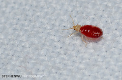 Newly fed bed bug on white cloth