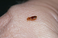 Tiny bug on human skin